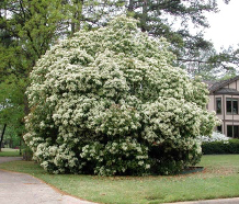 Chinese Photinia