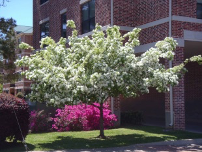 Chinese fringetree