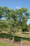 Chinese tallow tree, Popcorn tree