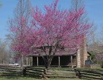 Eastern Redbud