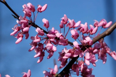 Eastern redbud