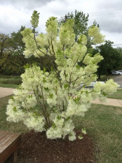 White fringetree, Grancy Gray-beard