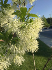 Chionanthus virginicus, White fringetree, Grancy Gray-beard