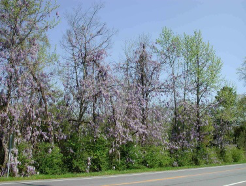 Wisteria floribunda, Japanese wisteria