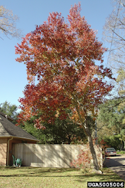 Chinese Tallow Tree