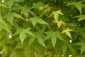 Shantung maple leaves