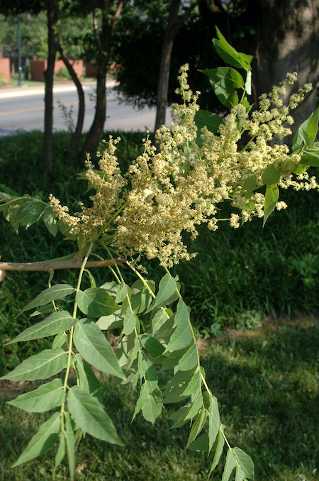 Tree of Heaven seeds