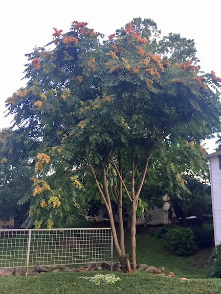 Tree of Heaven tree Tree of Heaven tree
