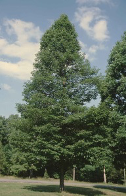 Nyssa sylvatica, black gum, black tupelo