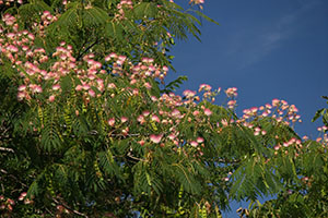 pink blooms on a mimosa tree