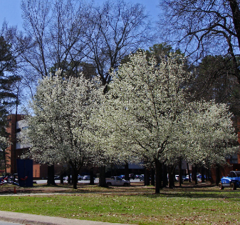 Bradford pear trees with white blooms in front of a building