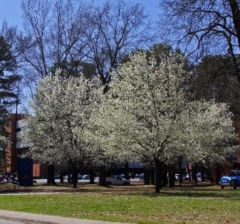 blooming Bradford pear trees in Arkansas Bradford pear trees with white blooms in front of a building