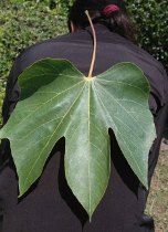 chinese parasol tree leaf