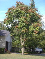 chinese parasol tree