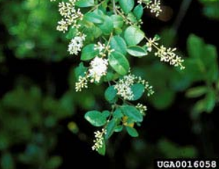 invasive Chinese privet leaves and blooms close up of chinese privet leaves and bloooms