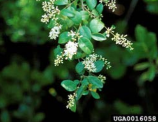 close up of chinese privet leaves and bloooms