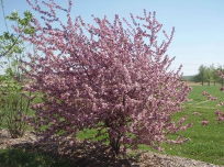 Malus sp., crabapple