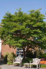 Lagerstroemia sp., crapemyrtle