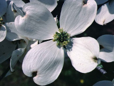 dogwood