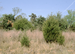 Eastern Red Cedar