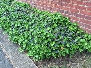 English ivy