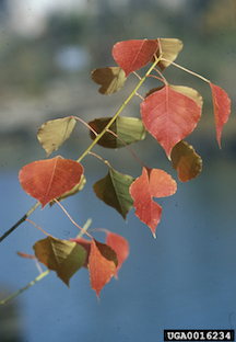 Fall foliage of Chinese tallow tree