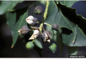 Mature Chinese tallow tree fruit