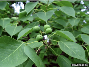 Chinese tallow tree fruit