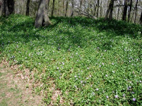 Vinca major, greater periwinkle