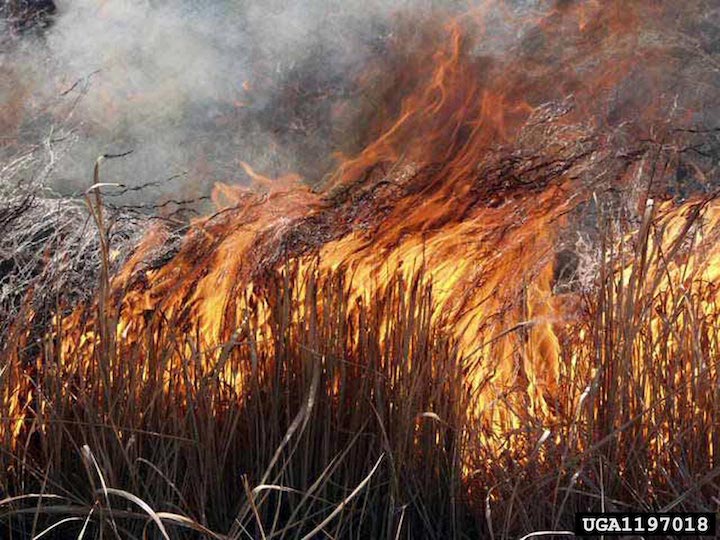 Burning cogongrass