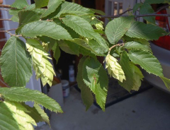 Ostrya virginiana, American hophornbeam, ironwood