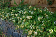 Japanese honeysuckle