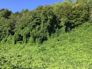 Kudzu vine