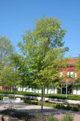 Ulmus parvifolia, lacebark elm