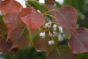 leaves of popcorn tree