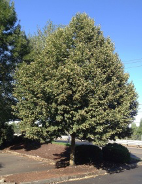 Tilia cordata, littleleaf linden