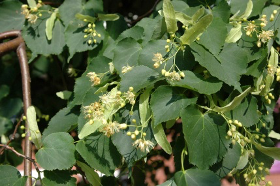 Tilia cordata, littleleaf linden