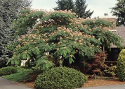 mimosa tree