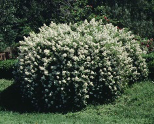 Rosa multiflora, multiflora rose