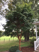 paperbark maple