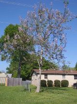 Paulownia tomentosa, princess tree, empress tree, royal paulownia