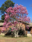 saucer magnolia