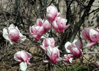 saucer magnolia flowers