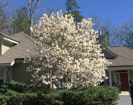 Magnolia stellata, star magnolia