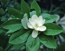 sweetbay magnolia flower