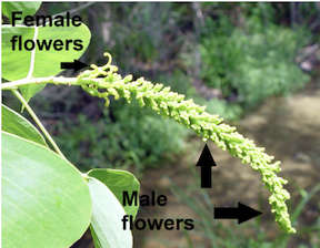 Chinese tallow tree catkin structure