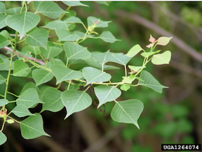 Leaves of Chinese tallow tree