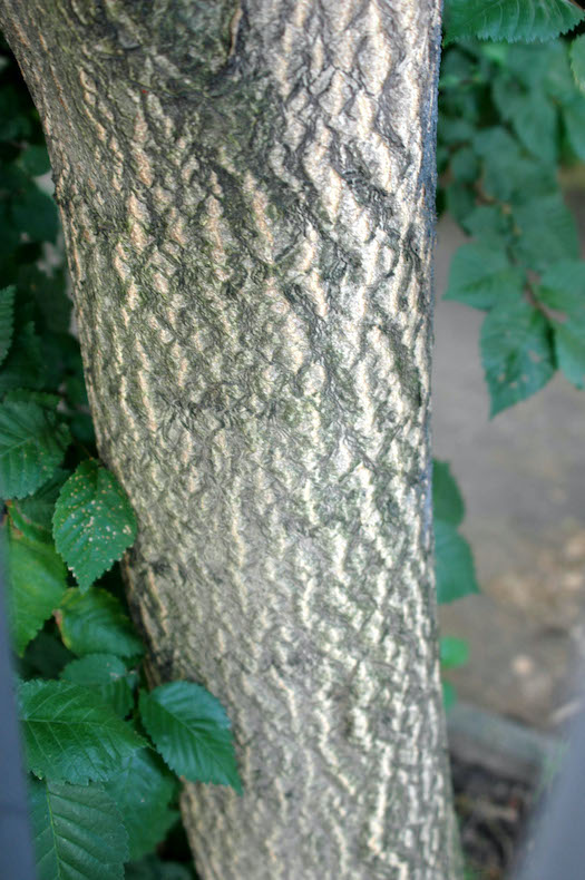 Tree of Heaven bark