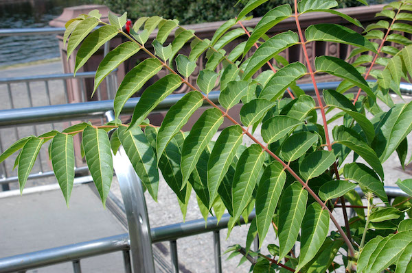 Tree of Heaven leaves Tree of Heaven leaves