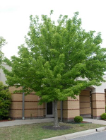 Acer buergerianum, trident maple